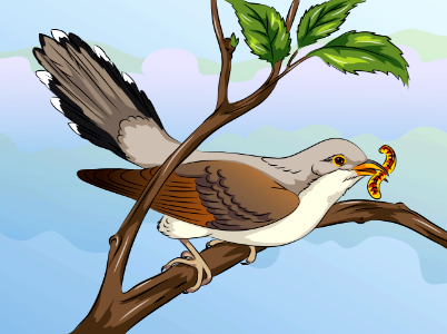 Yellow billed cuckoo. Free illustration for personal and commercial use.