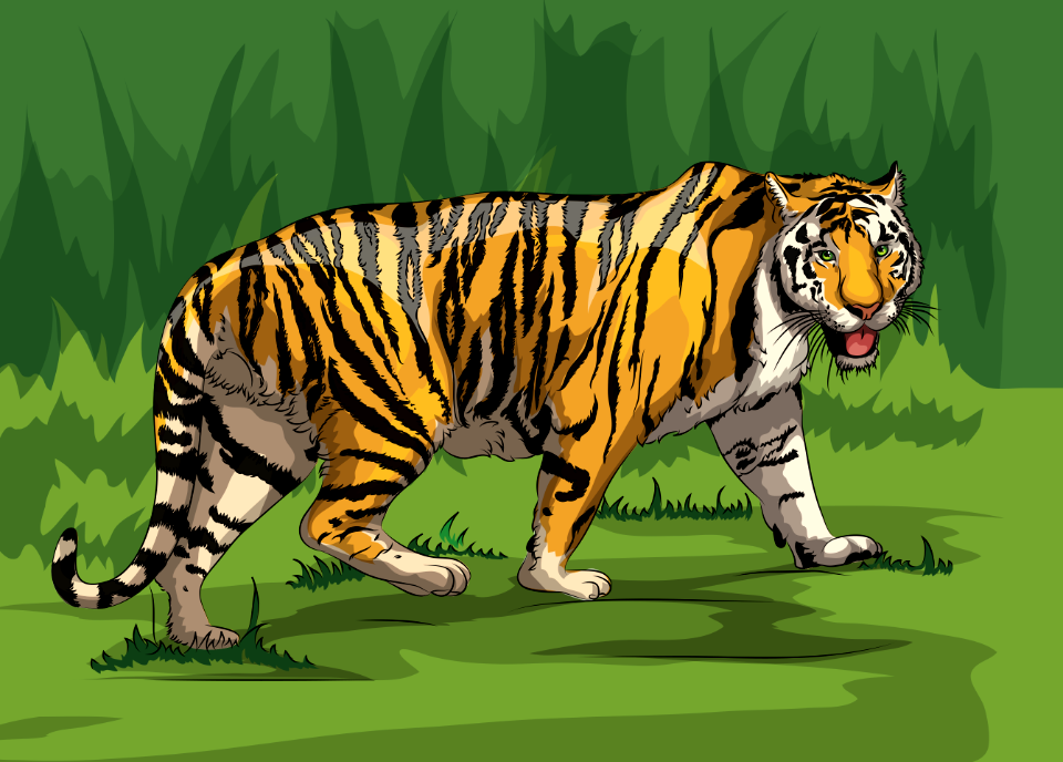 Tiger - Free Stock Illustrations 