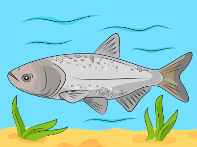 Bighead Carp. Free illustration for personal and commercial use.