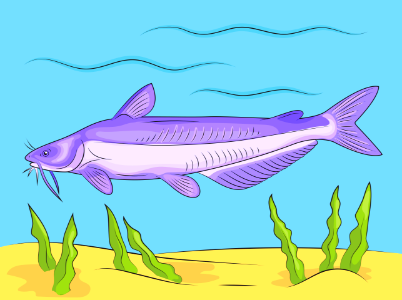 Blue Catfish Ictalurus. Free illustration for personal and commercial use.