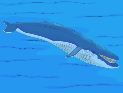 Blue Whale in the Water. Free illustration for personal and commercial use.