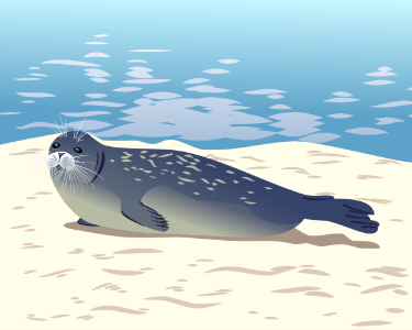 Caspian seal. Free illustration for personal and commercial use.