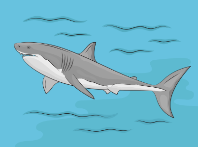 Great White Shark in the Water. Free illustration for personal and commercial use.