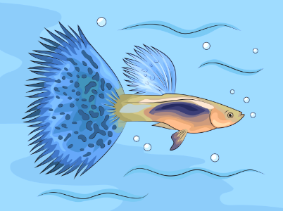 Guppy. Free illustration for personal and commercial use.