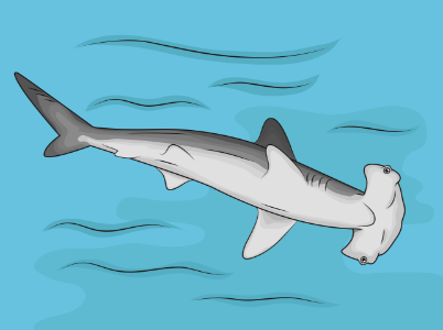 Hammerhead-shark. Free illustration for personal and commercial use.