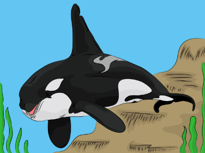 Killer whale. Free illustration for personal and commercial use.