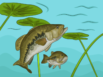 Largemouth Bass. Free illustration for personal and commercial use.