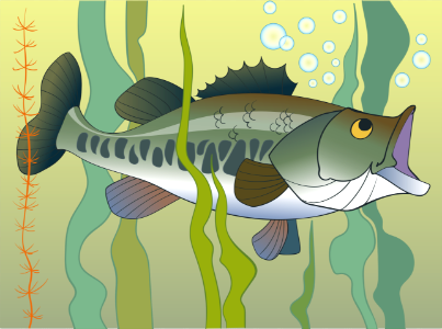 Largemouth bass. Free illustration for personal and commercial use.