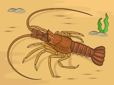 Mediterranean Lobster. Free illustration for personal and commercial use.