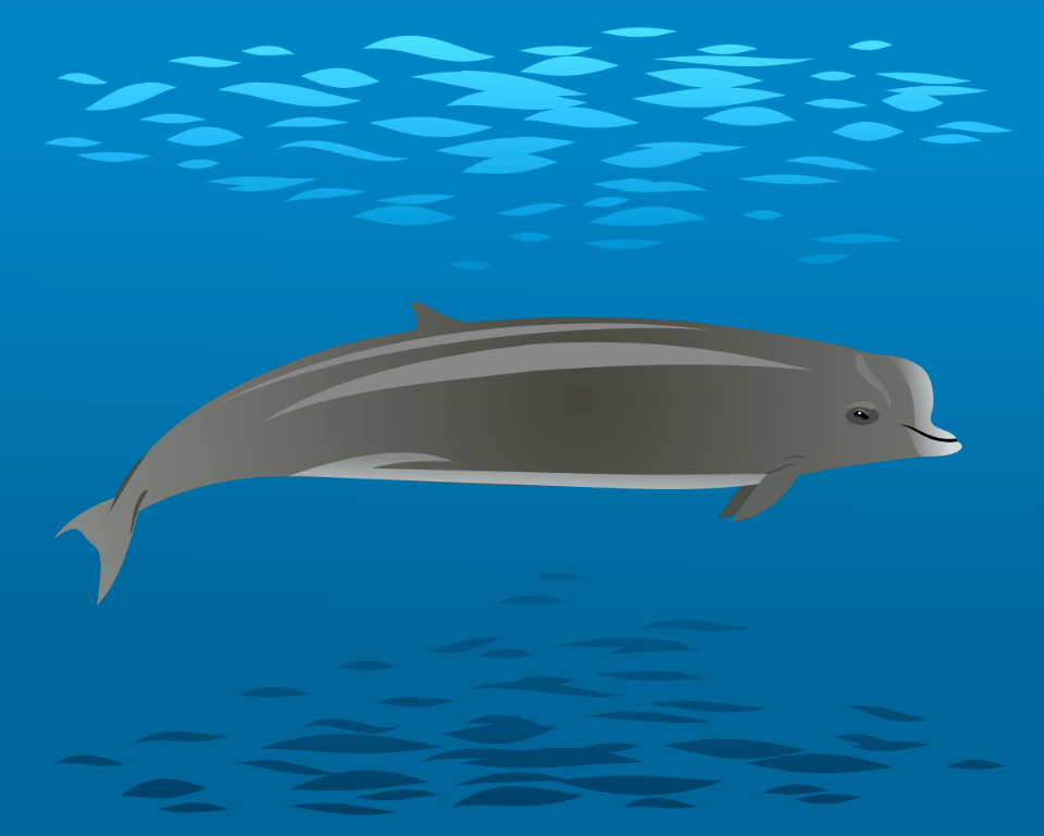 Northern bottlenose whale. Free illustration for personal and commercial use.