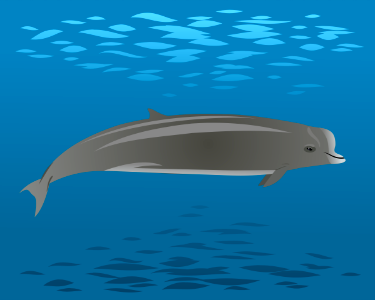 Northern bottlenose whale. Free illustration for personal and commercial use.