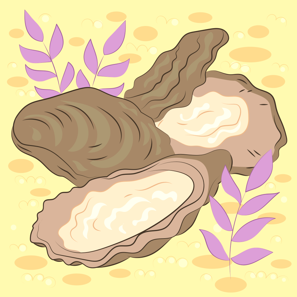 Oyster - Free Stock Illustrations | Creazilla