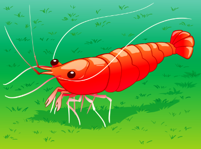 Shrimp. Free illustration for personal and commercial use.