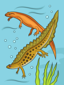 Smooth newts. Free illustration for personal and commercial use.