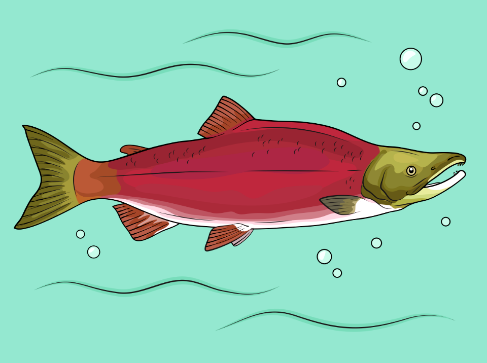 Sockeye Red Salmon Free Stock Illustrations Creazilla