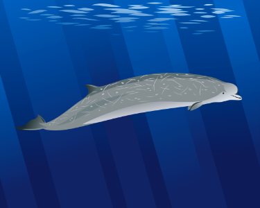 Southern bottlenose whale. Free illustration for personal and commercial use.