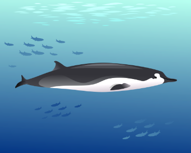 Spade-toothed whale. Free illustration for personal and commercial use.