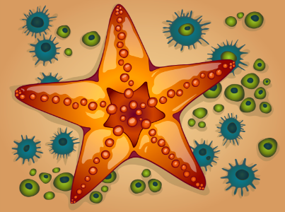 Starfish. Free illustration for personal and commercial use.