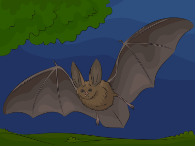Townsend's big-eared bat. Free illustration for personal and commercial use.