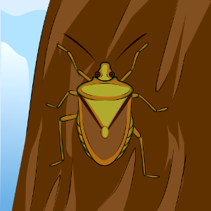 Brown Marmorated Stink Bug. Free illustration for personal and commercial use.