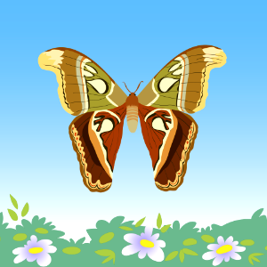 Butterfly Animal Insect Isolated. Free illustration for personal and commercial use.
