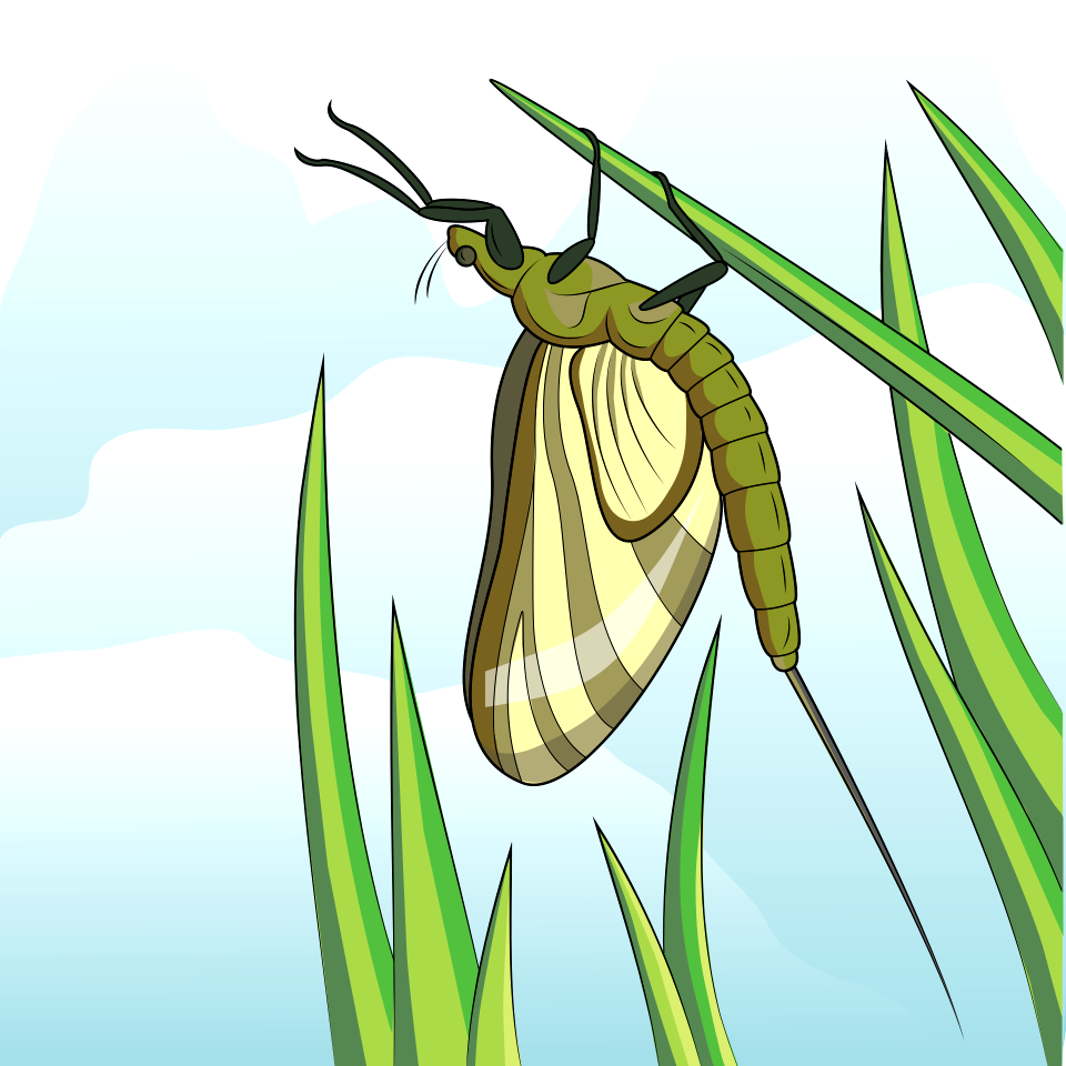 Green Drake Mayfly Vector - Free Stock Illustrations | Creazilla