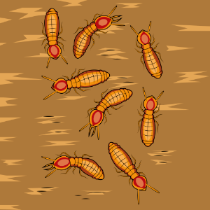 Formosan Subterranean Termites. Free illustration for personal and commercial use.