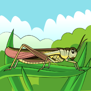 Rocky Mountain Locust. Free illustration for personal and commercial use.