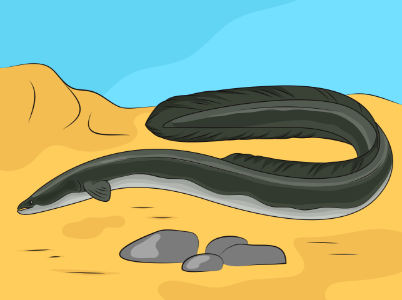American Eel. Free illustration for personal and commercial use.