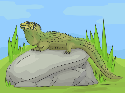 Northern tuatara. Free illustration for personal and commercial use.