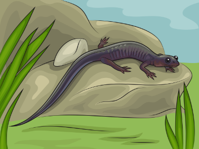 Northern-gray-cheeked-salamander. Free illustration for personal and commercial use.