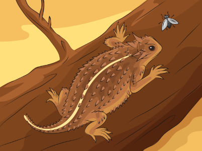 Texas horned lizard. Free illustration for personal and commercial use.