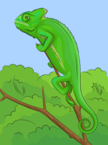 Veiled chameleon. Free illustration for personal and commercial use.