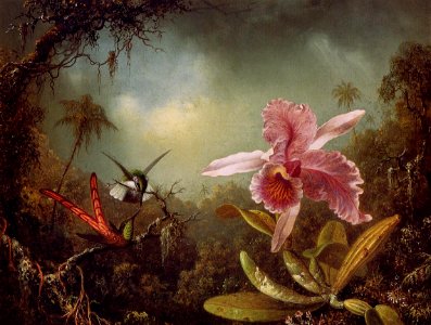 heade orchid with two hummingbirds 1871. Free illustration for personal and commercial use.