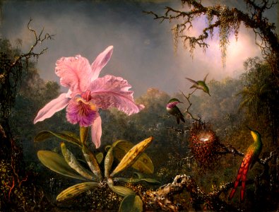 heade cattley orchid three hummingbirds 1871. Free illustration for personal and commercial use.