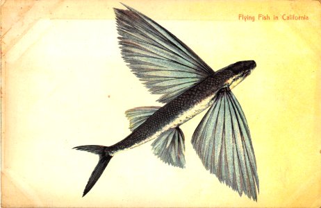 FLYING FISH IN CALIFORNIA. Free illustration for personal and commercial use.