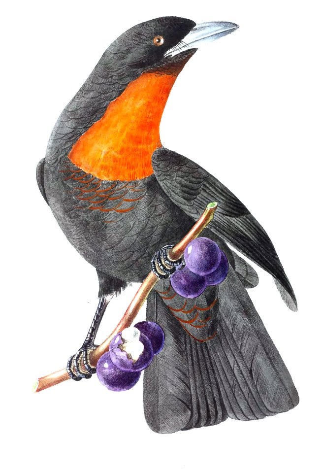 Red-Ruffed Fruitcrow