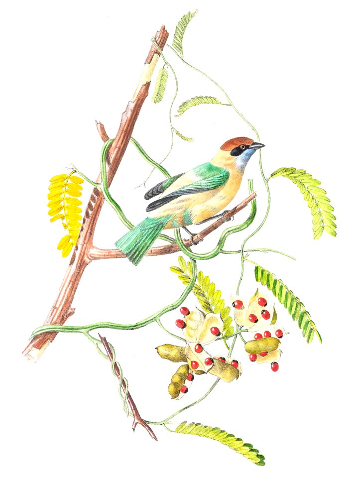 Burnished-Buff Tanager