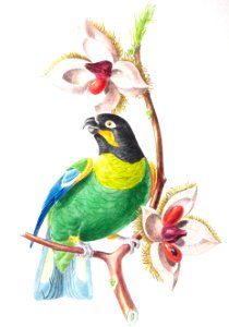 Orange-Cheeked Parrot