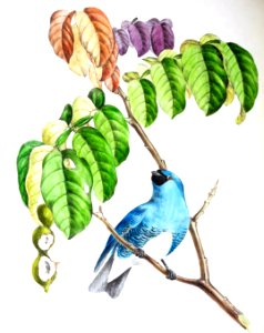 Swallow Tanager