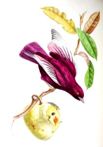 Pompadour Cotinga