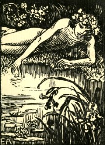Narcissus (Alder)