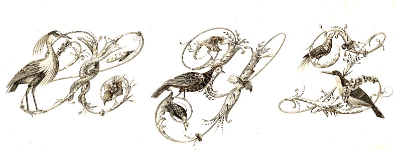 Bird Alphabet—X, Y, Z