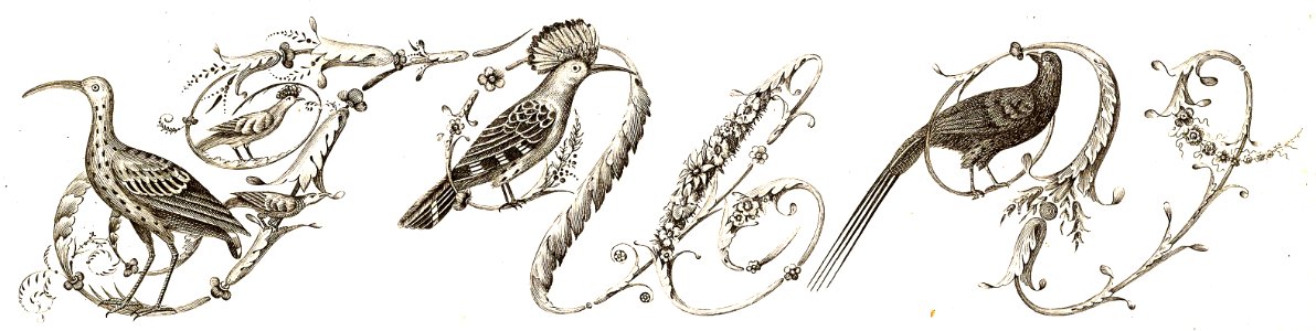 Bird Alphabet—T, U, V