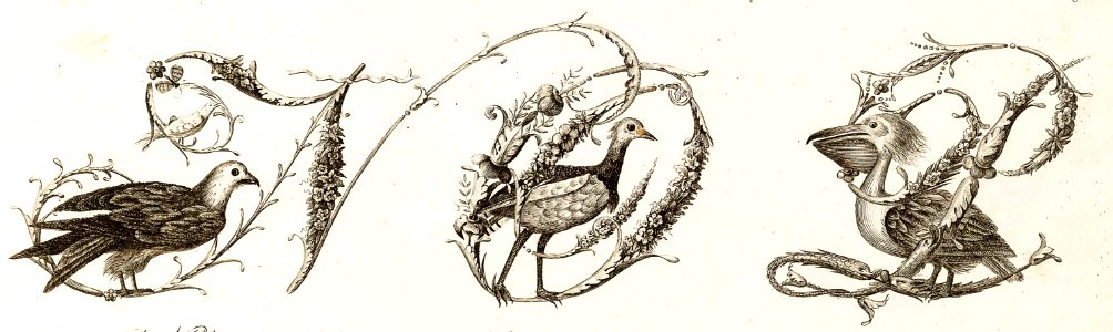 Bird Alphabet—N, O, P