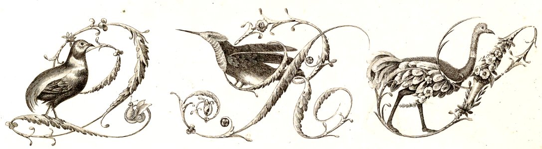 Bird Alphabet—Q, R, S
