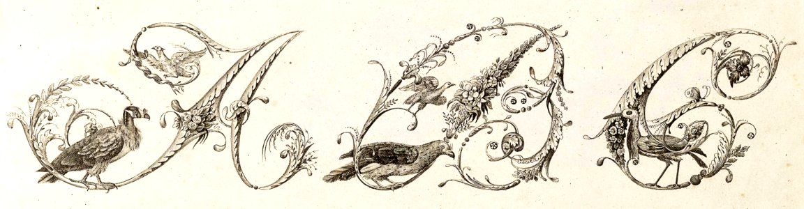Bird Alphabet—A, B, C