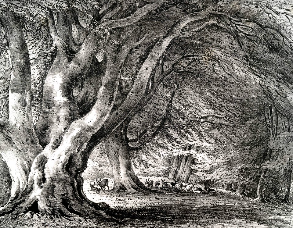 Beech Trees, Knowle Park