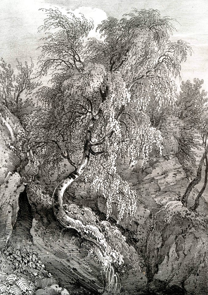 Birch, Swinton Park