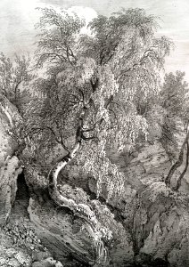 Birch, Swinton Park
